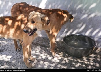 تزریق ۳۰۰۰۰۰ سرم ضدهاری در کشور طی یک‌سال