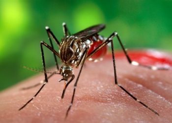 کاسبی با پشه آئدس؛ پای بلاگرها به ماجرای تب دنگی باز شد!