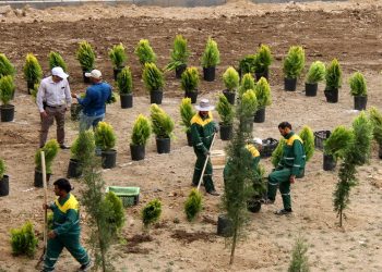 جنگل کاری شهری؛ تلاشی برای بازگرداندن نفس به پایتخت